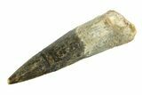 Fossil Spinosaurus Tooth - Real Dinosaur Tooth #346787-1